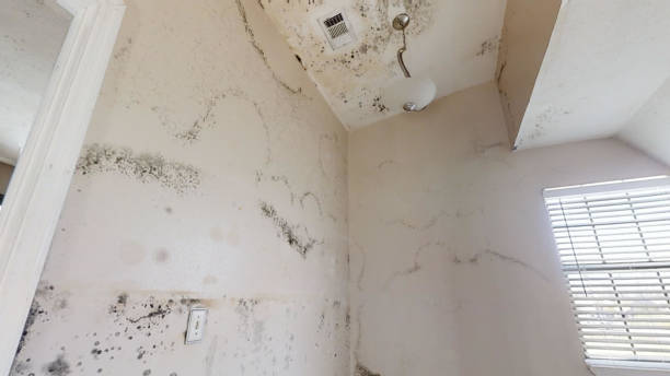Best Mold Documentation for Insurance Claims  in Eaton, IN