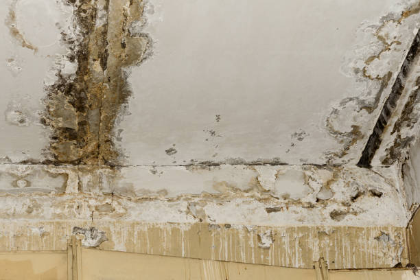 Best Crawl Space Mold Remediation  in Eaton, IN