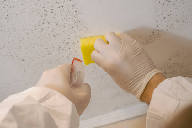 Professional Mold Removal in Eaton, IN
