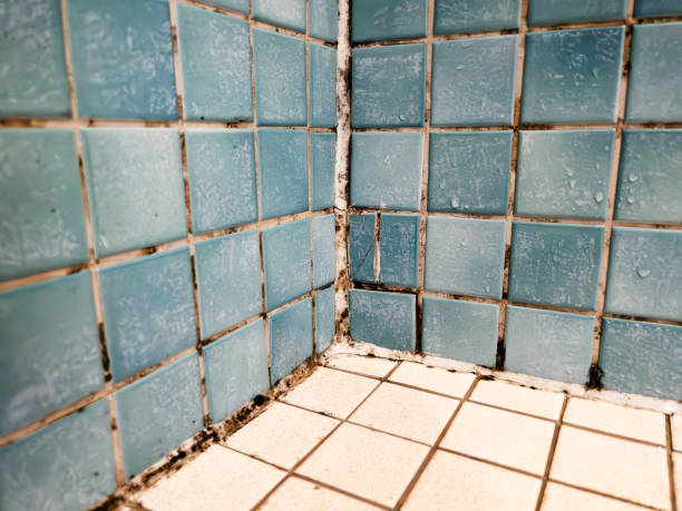 Best Black Mold Removal  in Eaton, IN