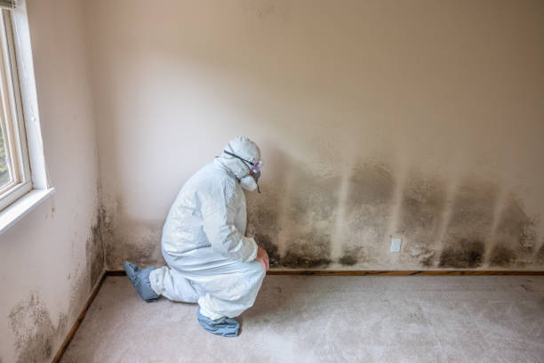 Best Mold Removal for HVAC Installations  in Eaton, IN