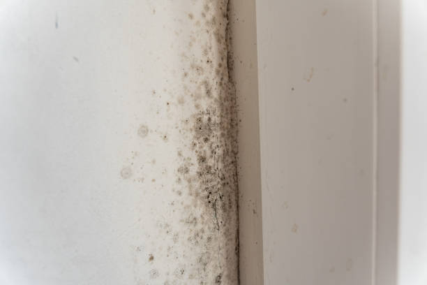 Best Attic Mold Removal  in Eaton, IN