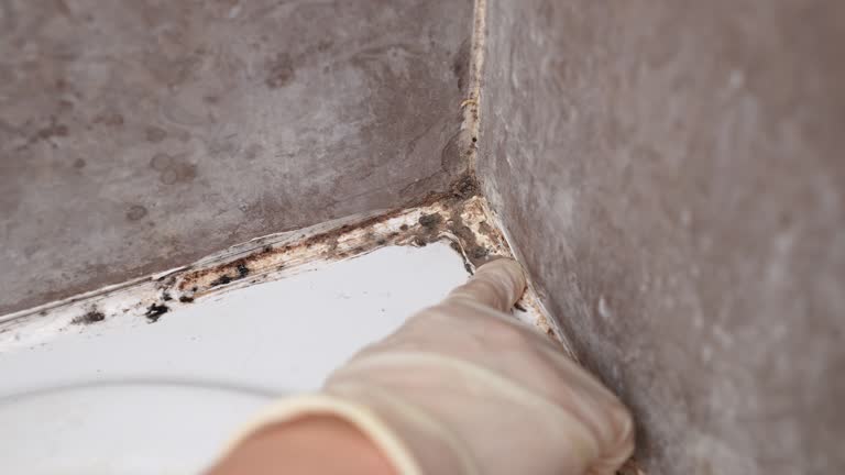Best Mold Prevention Services  in Eaton, IN